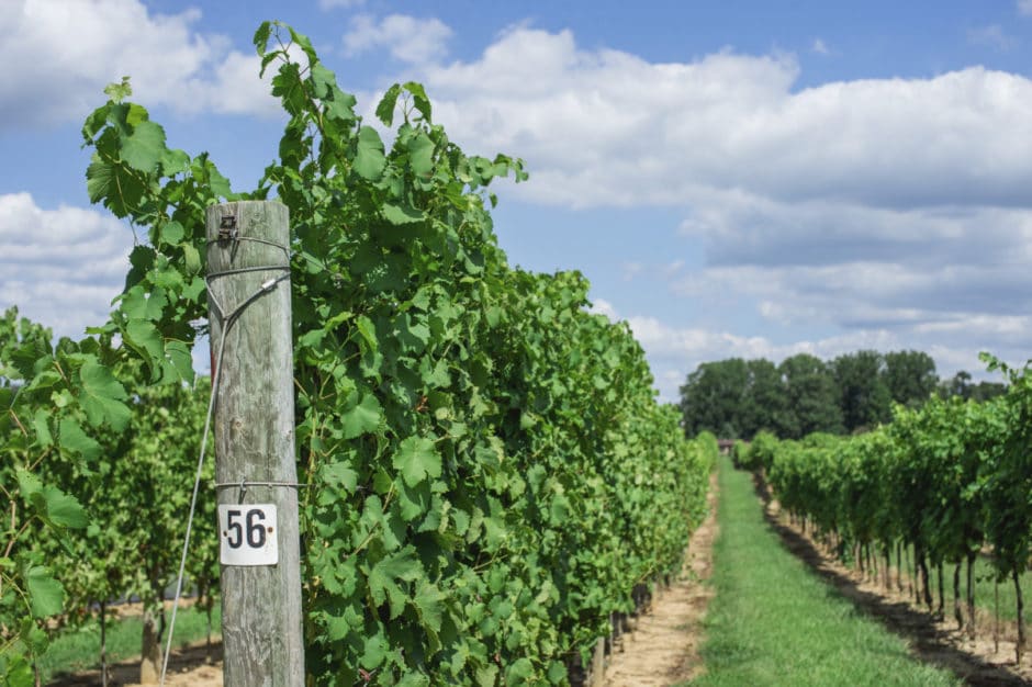 vineyard, Penns Woods Winery