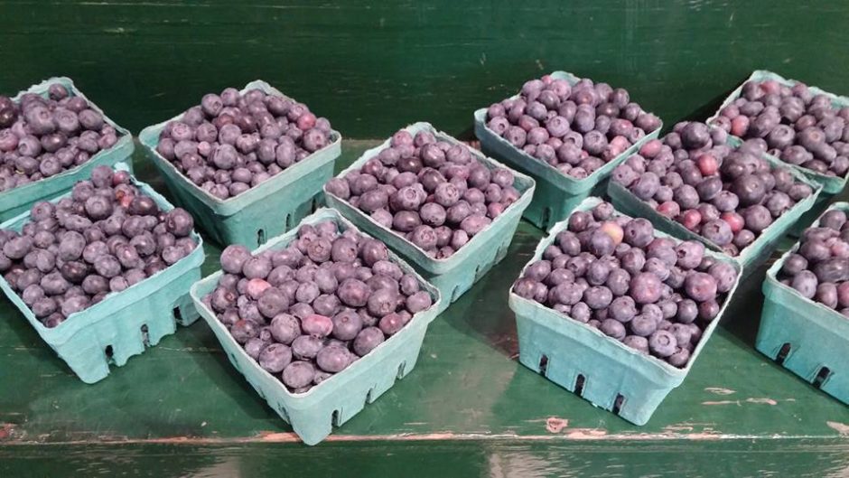 Gettysburg Farmers Market blueberries