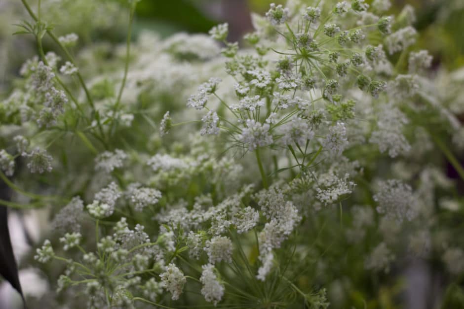 queen-anne's-lace