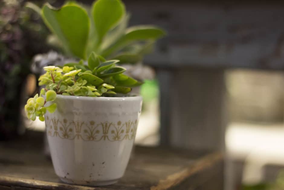succulent-cup