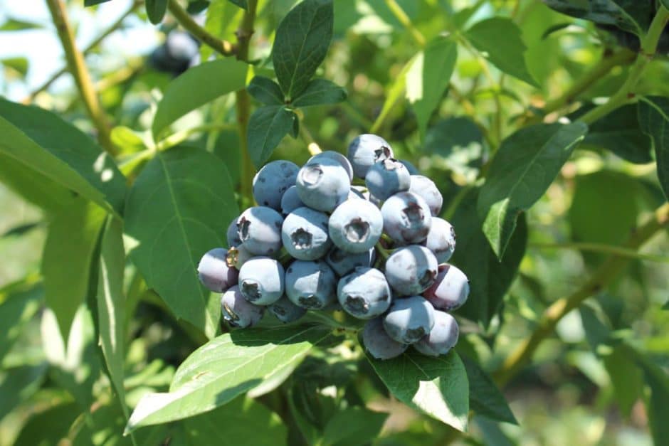 Weaver's Blueberries