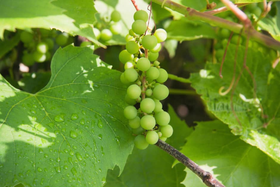 Green grapes on vine http://barnimages.com/