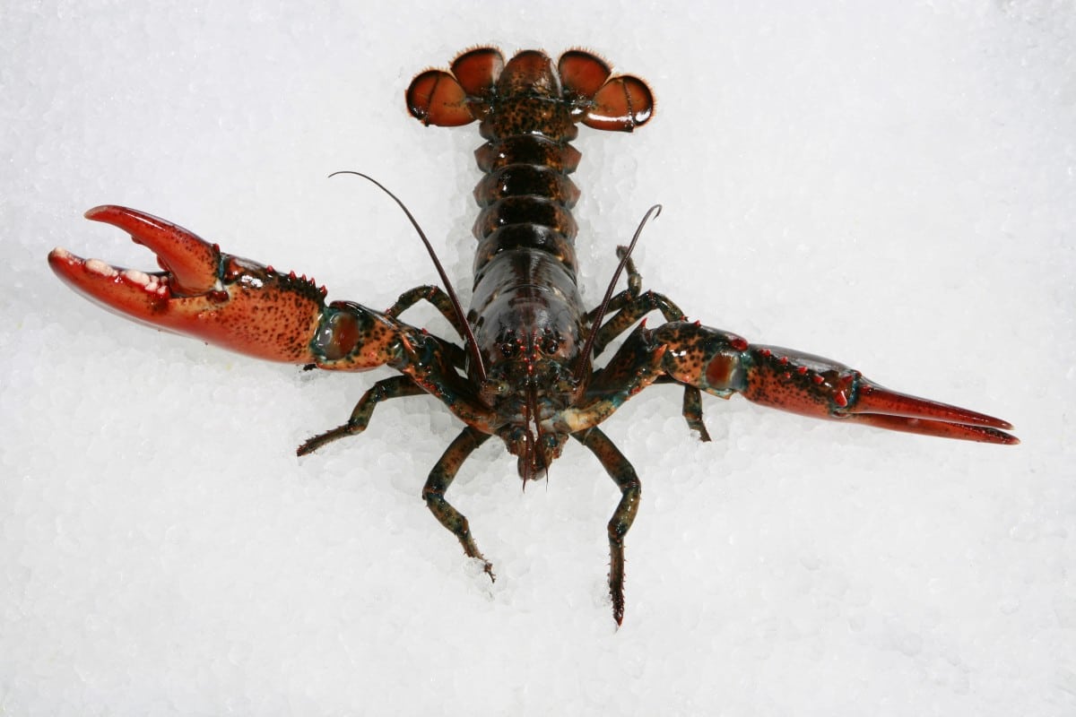 lobster-life-of-pix