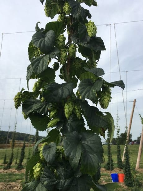 victory-hops-3