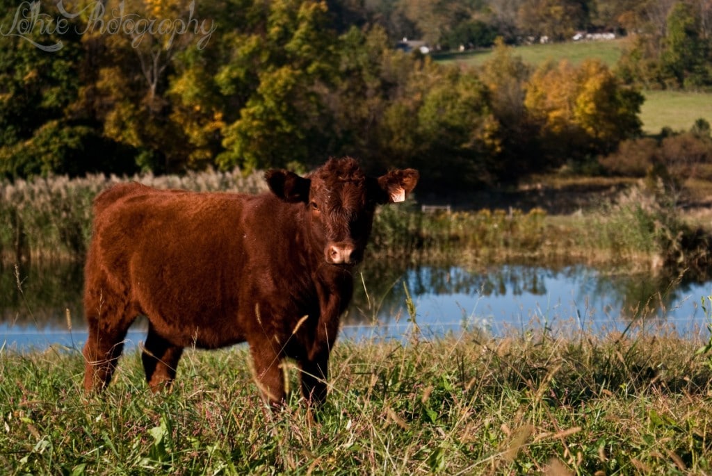 Wyebrook Farm closing