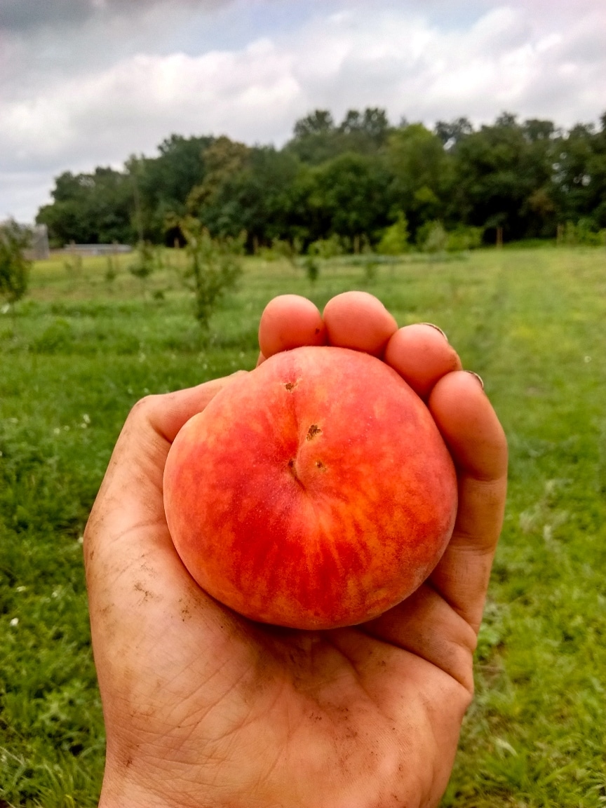 Philadelphia Orchard Project