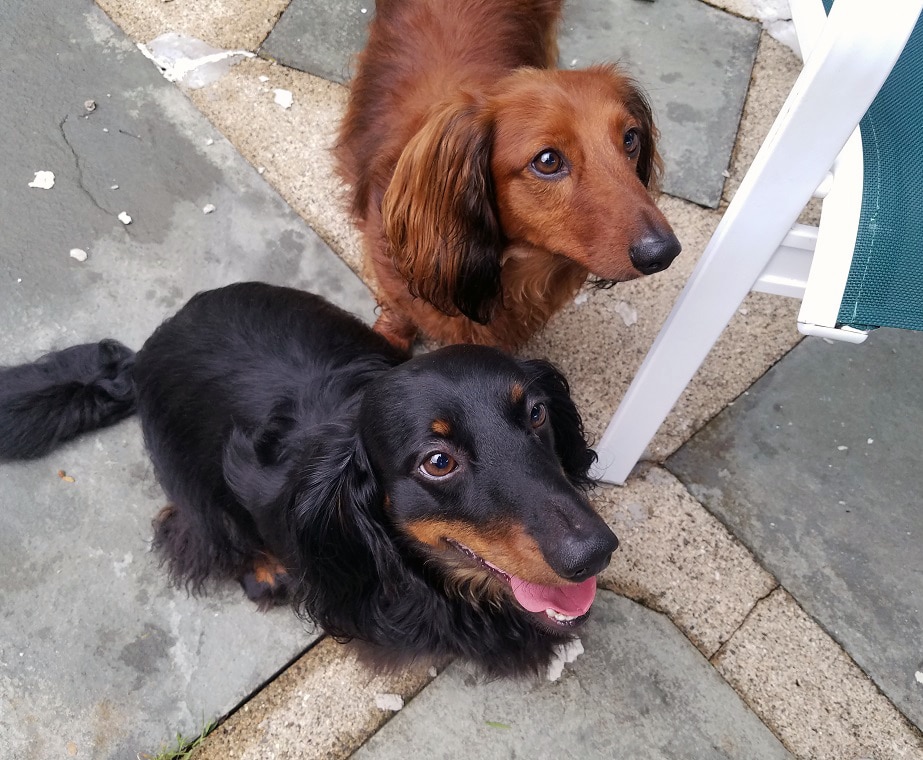 Dog-friendly patios of the Lehigh Valley
