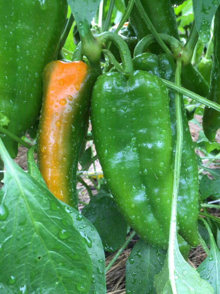 Wellness Farm at Lankenau