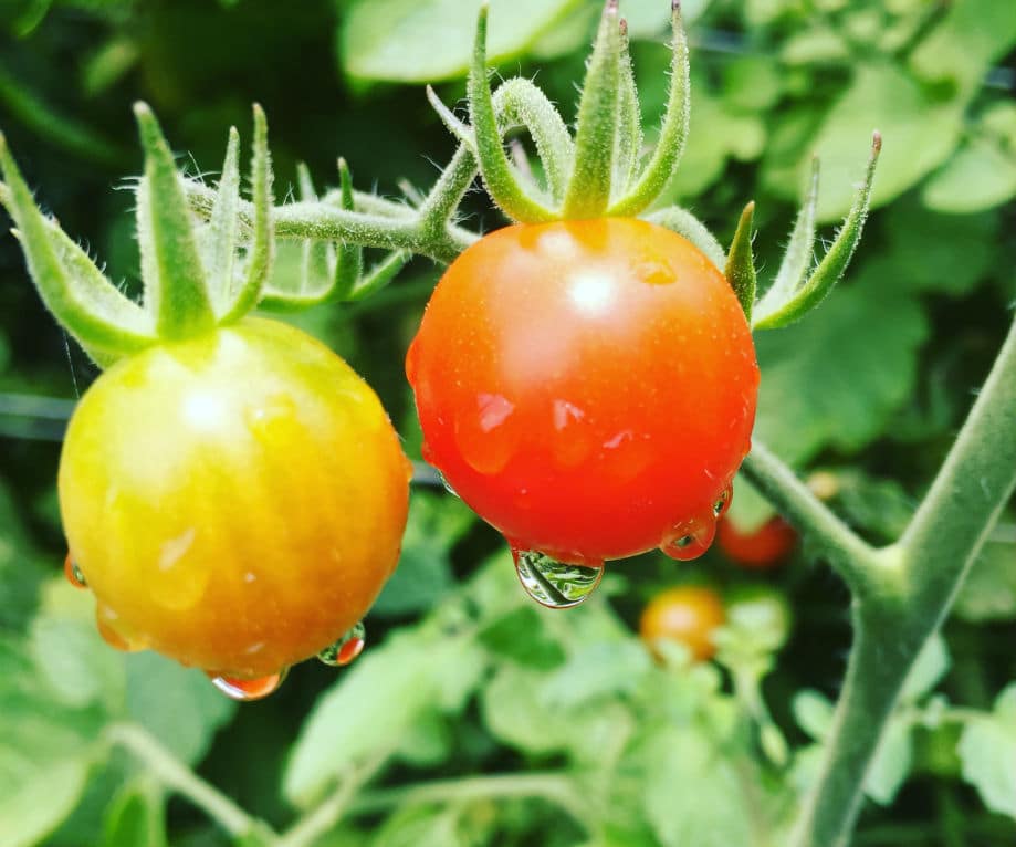 Wellness Farm at Lankenau