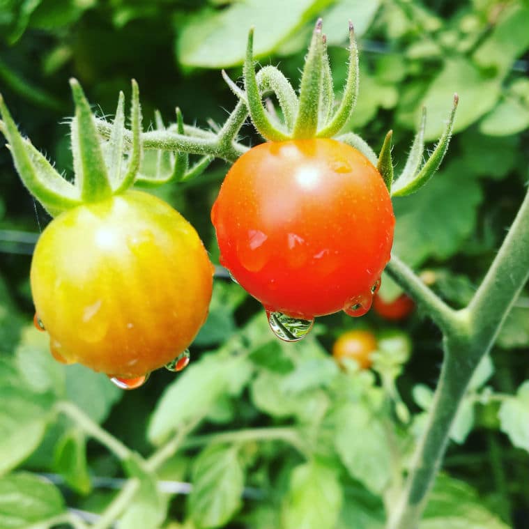 Wellness Farm at Lankenau