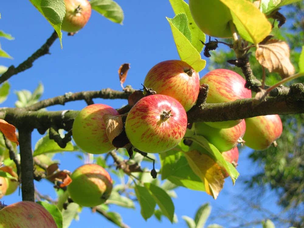 Linvilla Orchards' Arts and Music Festival (Sept. 16, 17) Fall Events