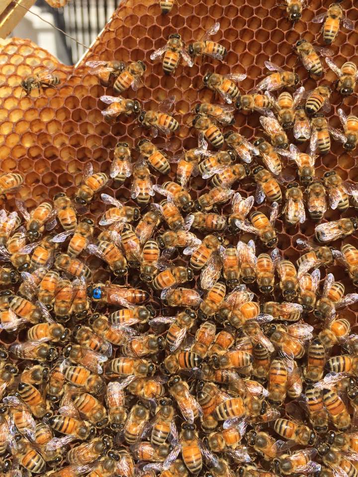 Bee Positive Honey Foundation