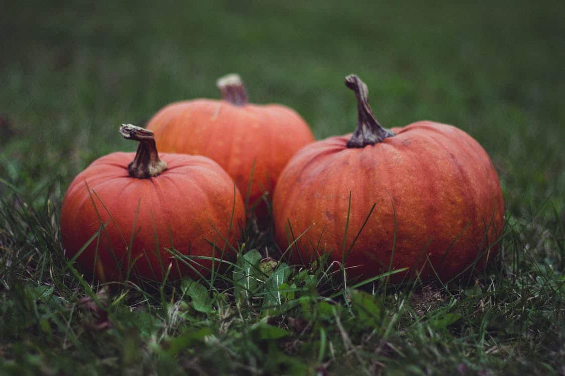 Pennsylvania pumpkins