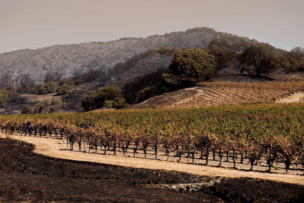 Winemakers & Sommeliers for California Wildfire Relief