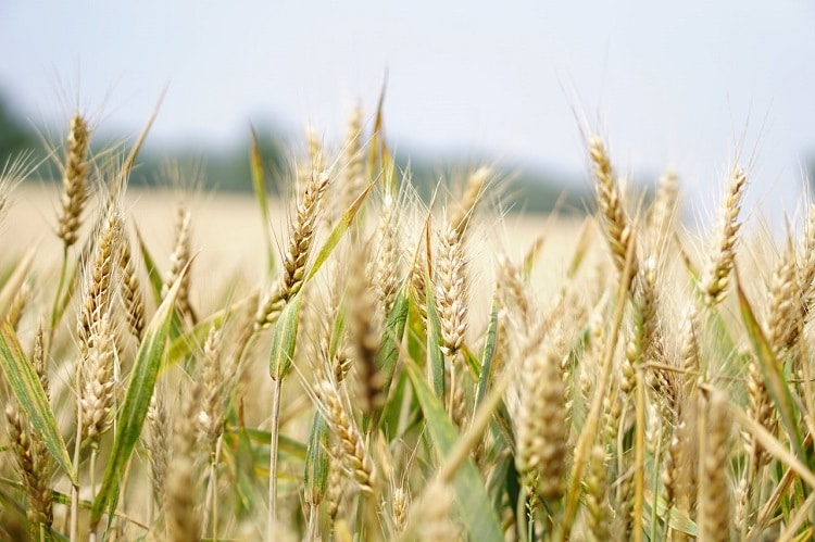 sprouted grains