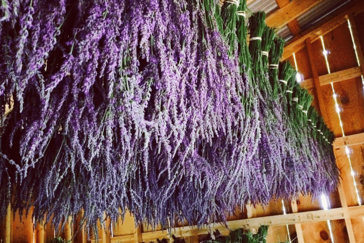 Hope Hill Lavender Farm