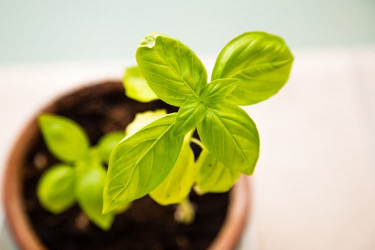 How to Grow an Herb Garden