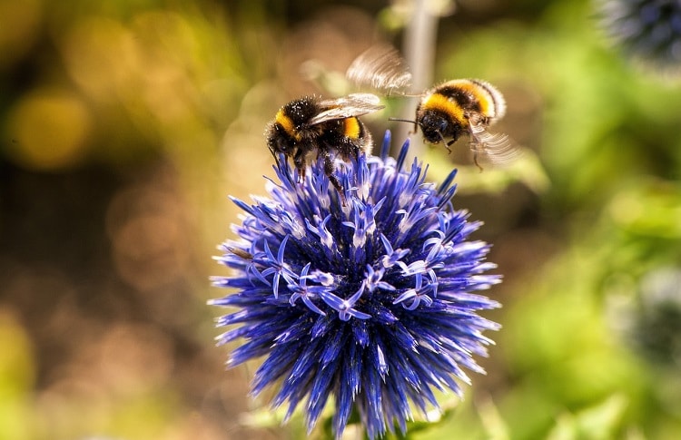 How to Plant a Pollinator Garden