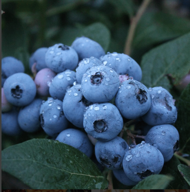 Weaver's Orchard