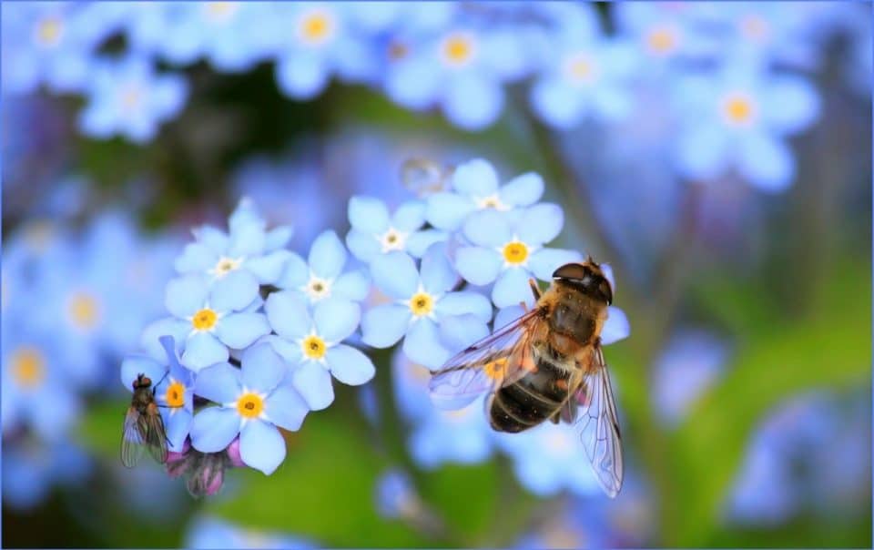 How to Plant a Pollinator Garden