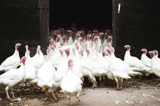 heritage turkey farms in Pennsylvania