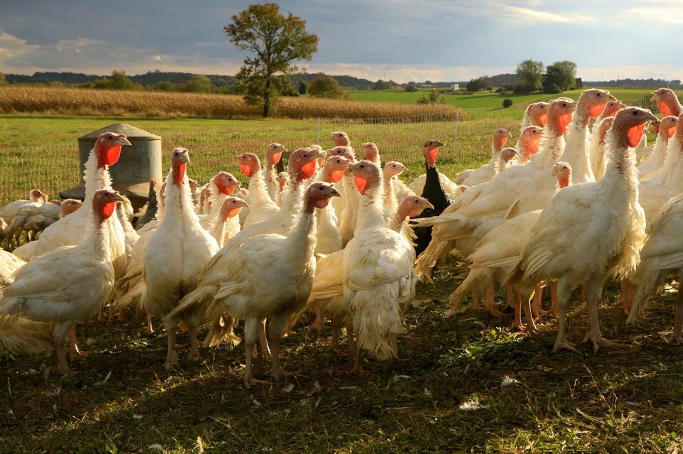 heritage turkey farms in Pennsylvania