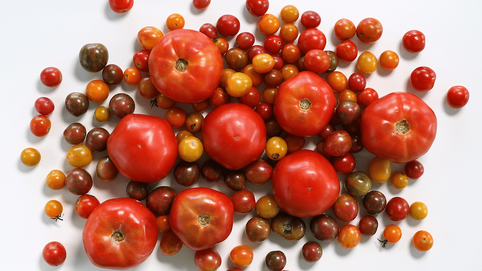 Pennsylvania Tomatos