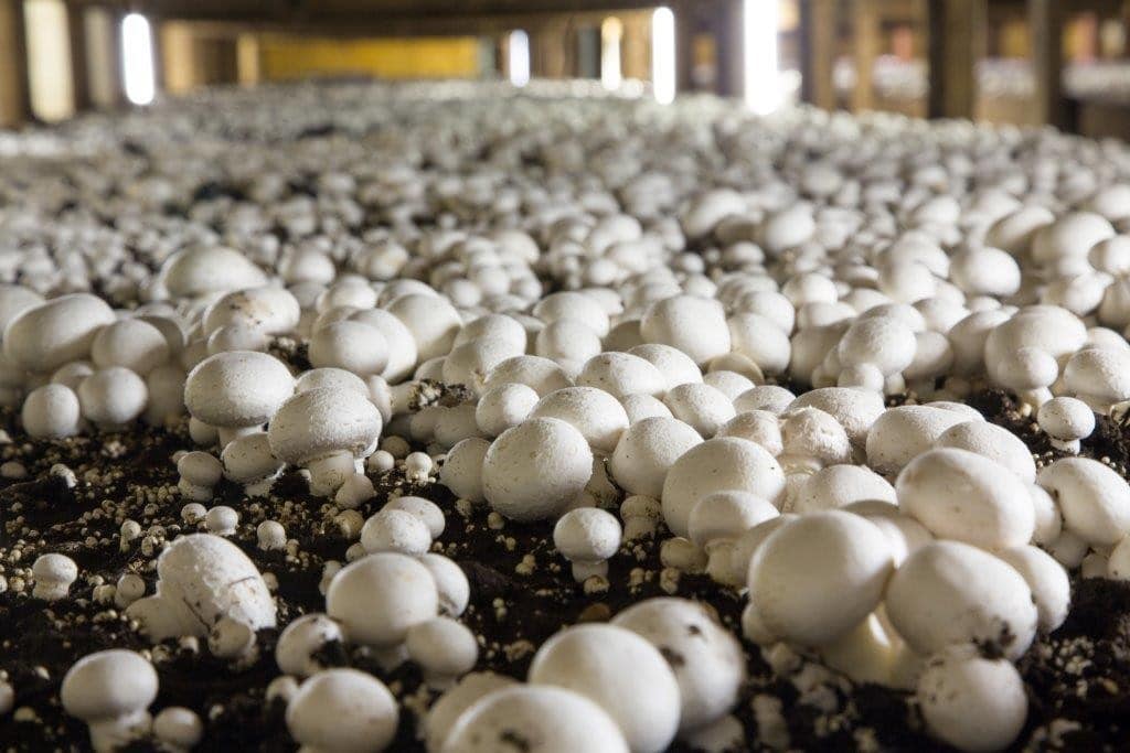 PA mushrooms