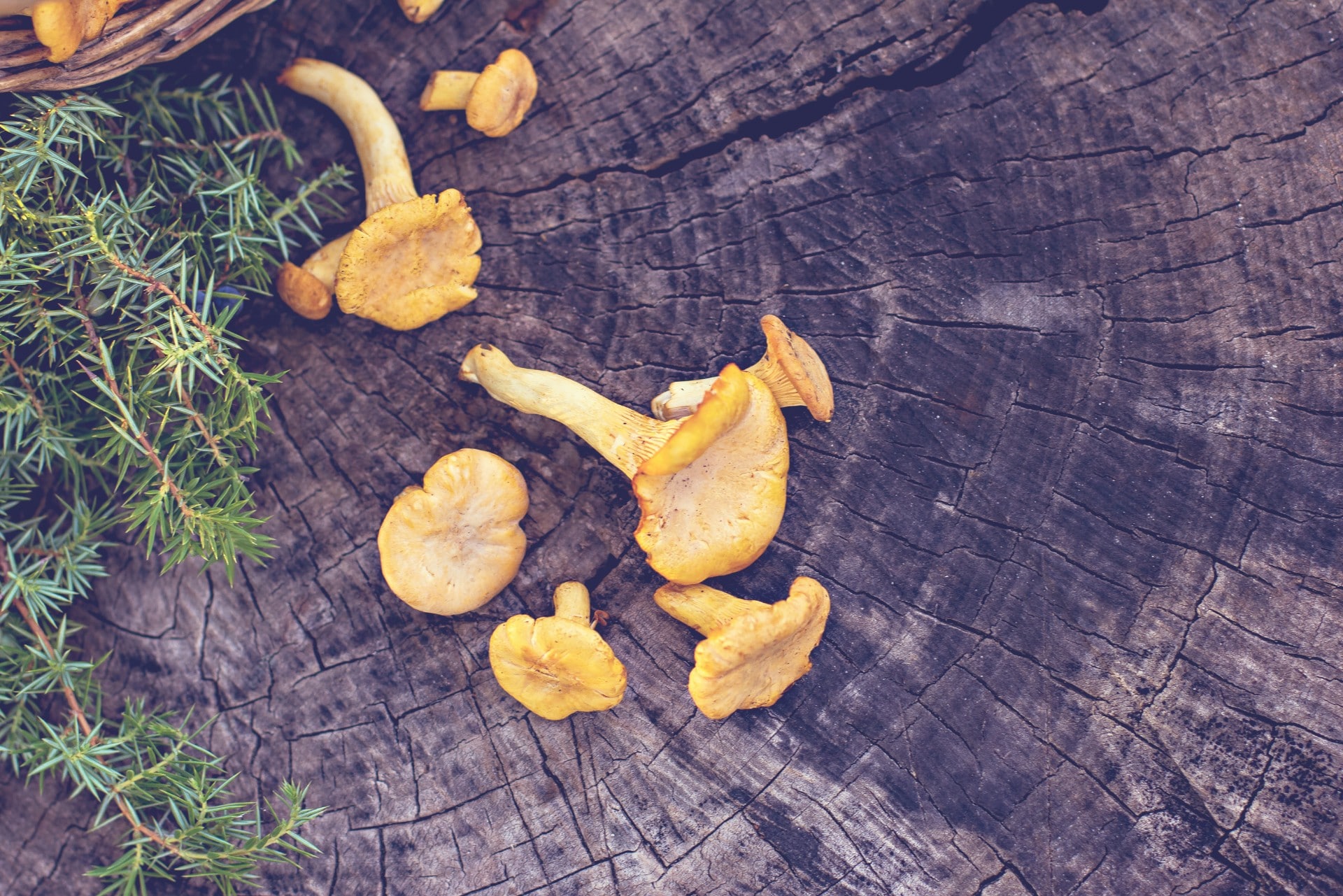 Foraging in Pennsylvania