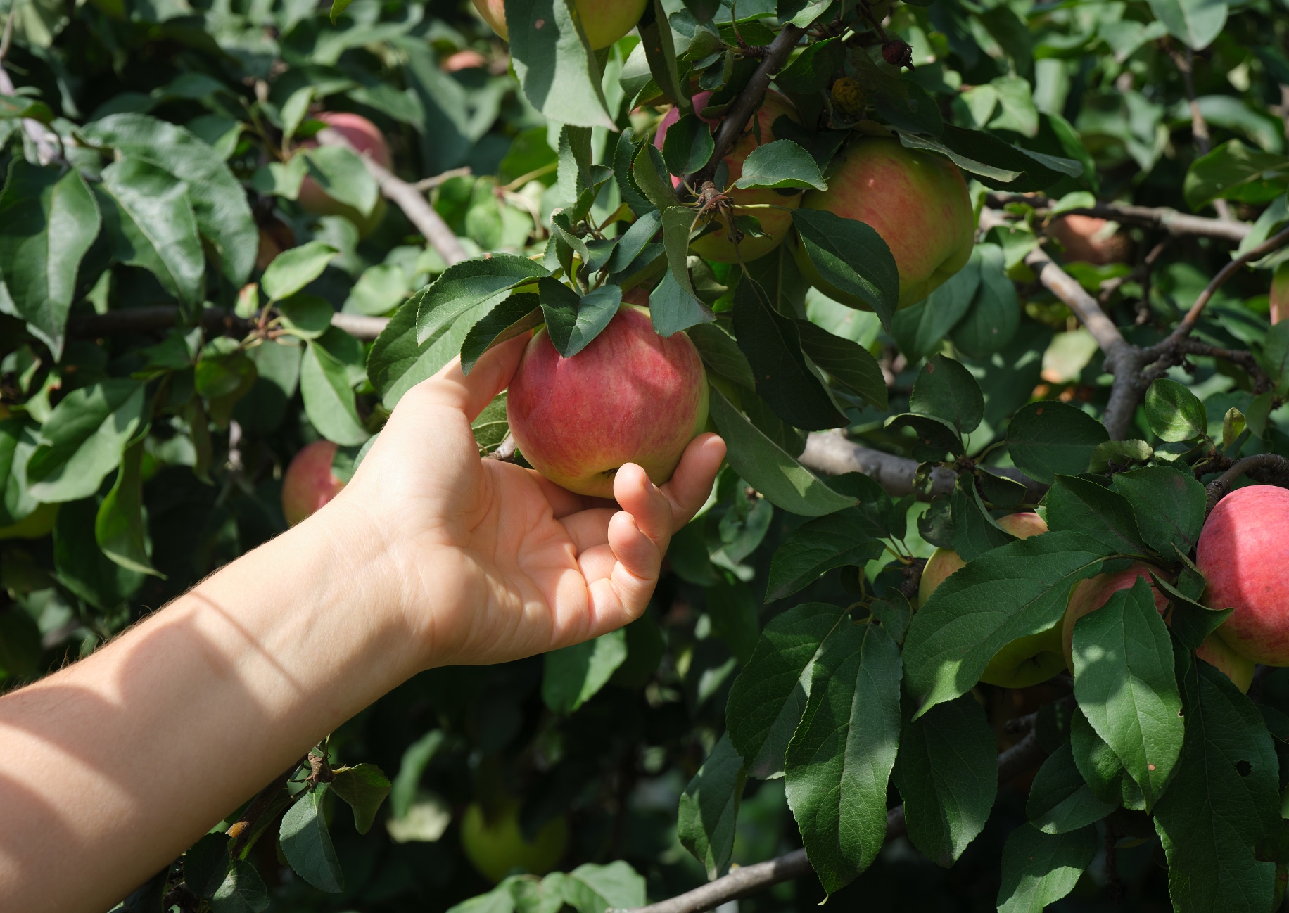 https://www.paeats.org/wp-content/uploads/2021/09/Apple-Picking-1.jpg