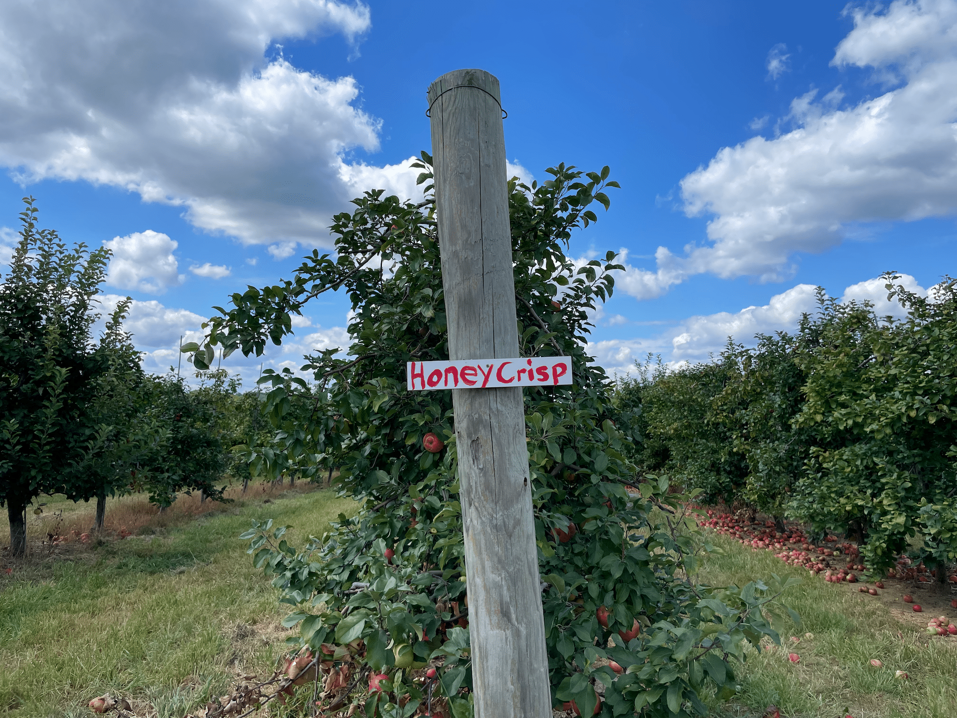 Apples at Highland Orchards.