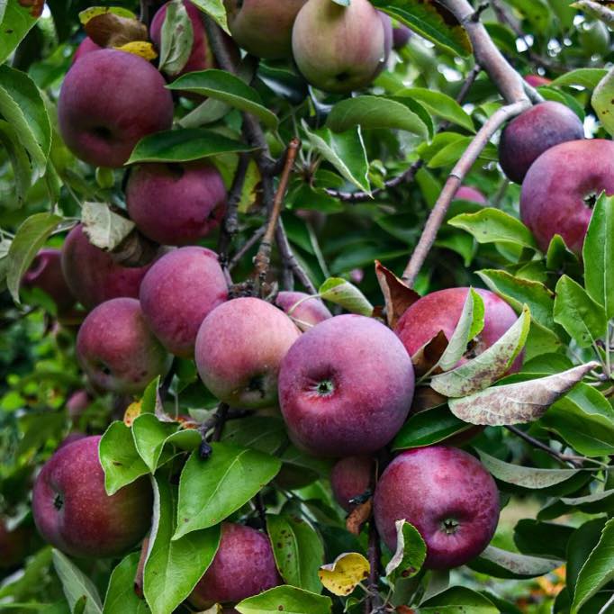 apple picking in PA