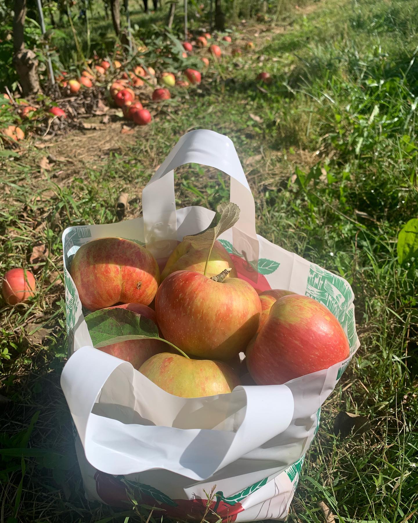 apple picking in PA