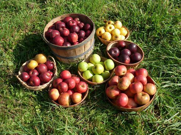 apple picking in PA