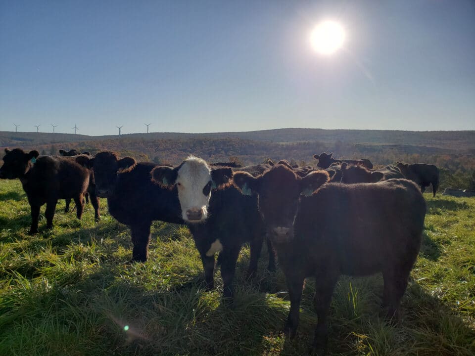 beef farmers in PA