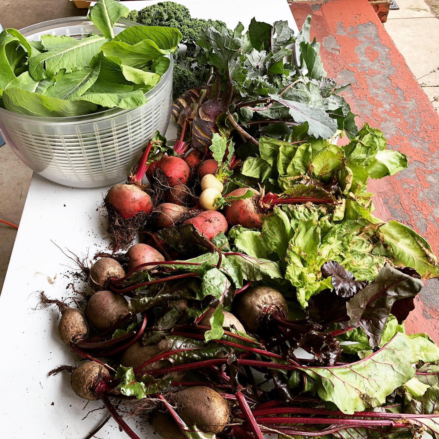 Wild Field Urban Farm