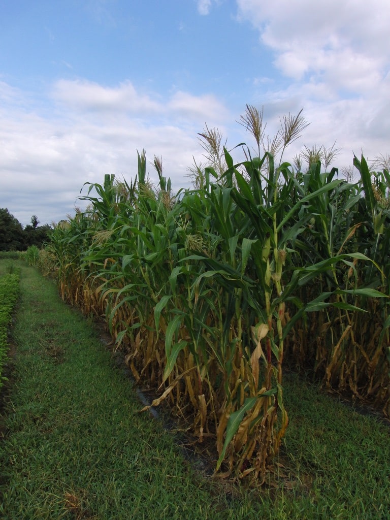 field's edge research farm