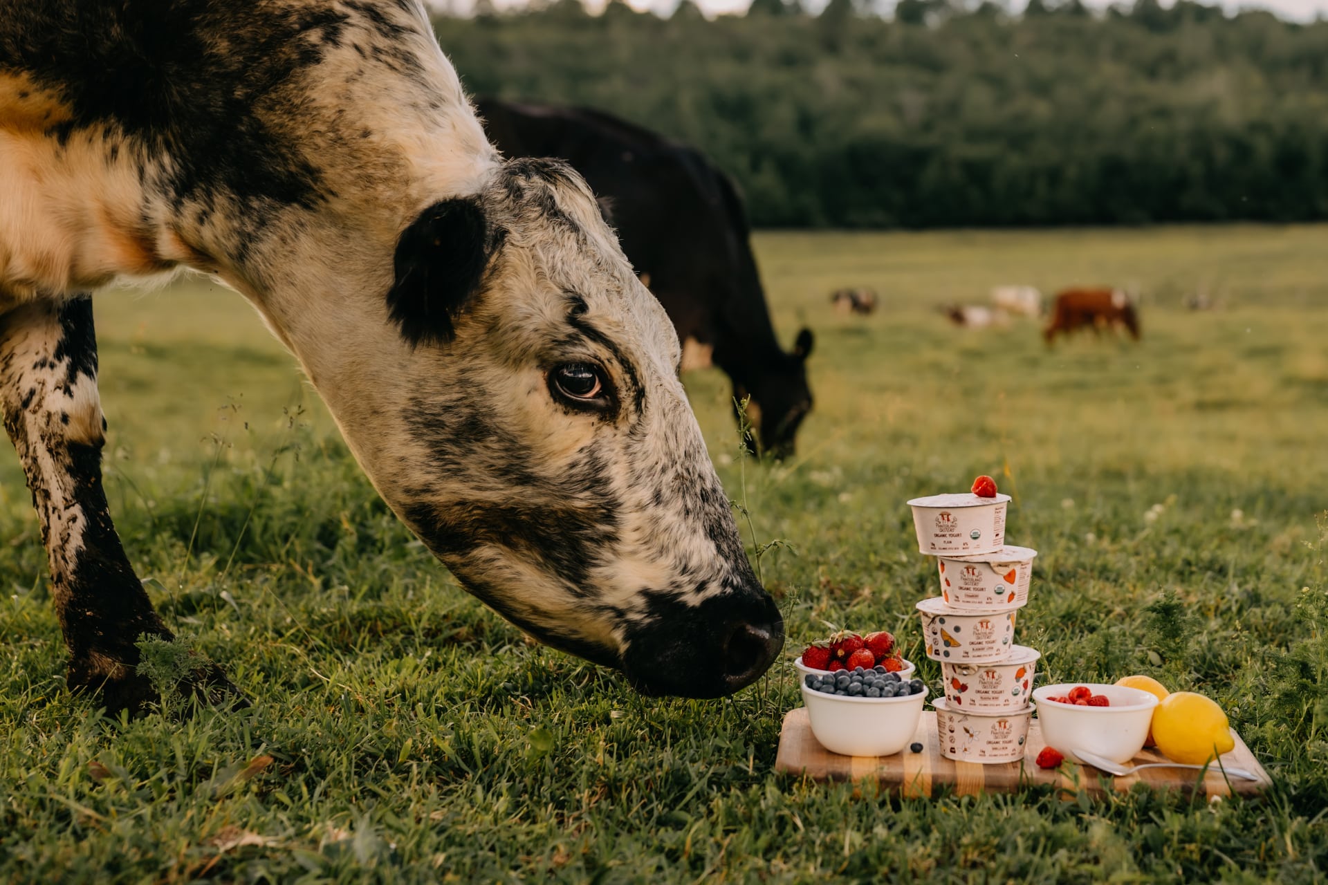 Painterland Sisters Yogurt