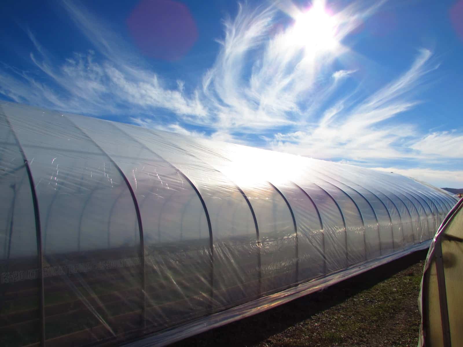 Chicano Sol Farm