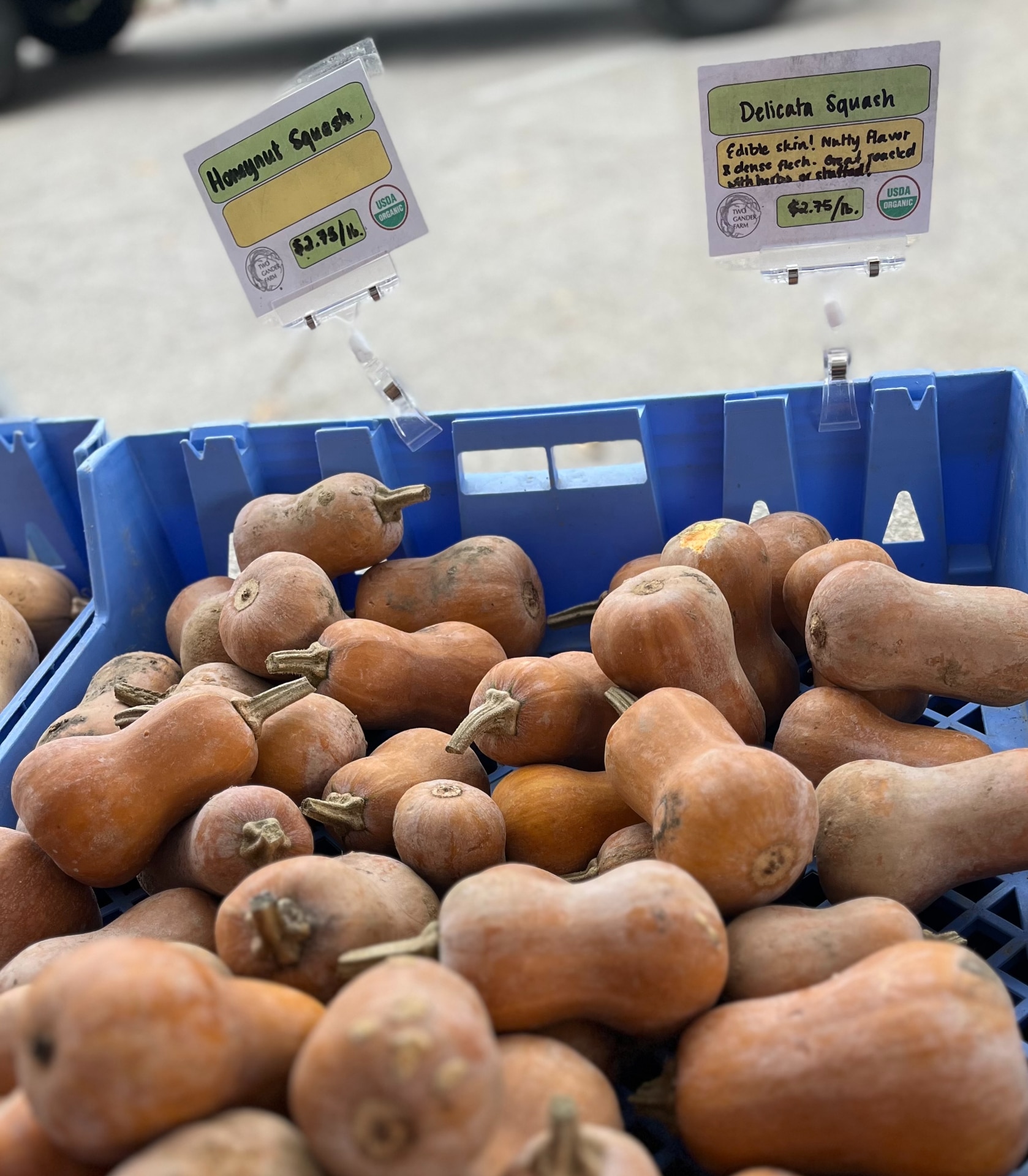 Pennsylvania Winter Squash