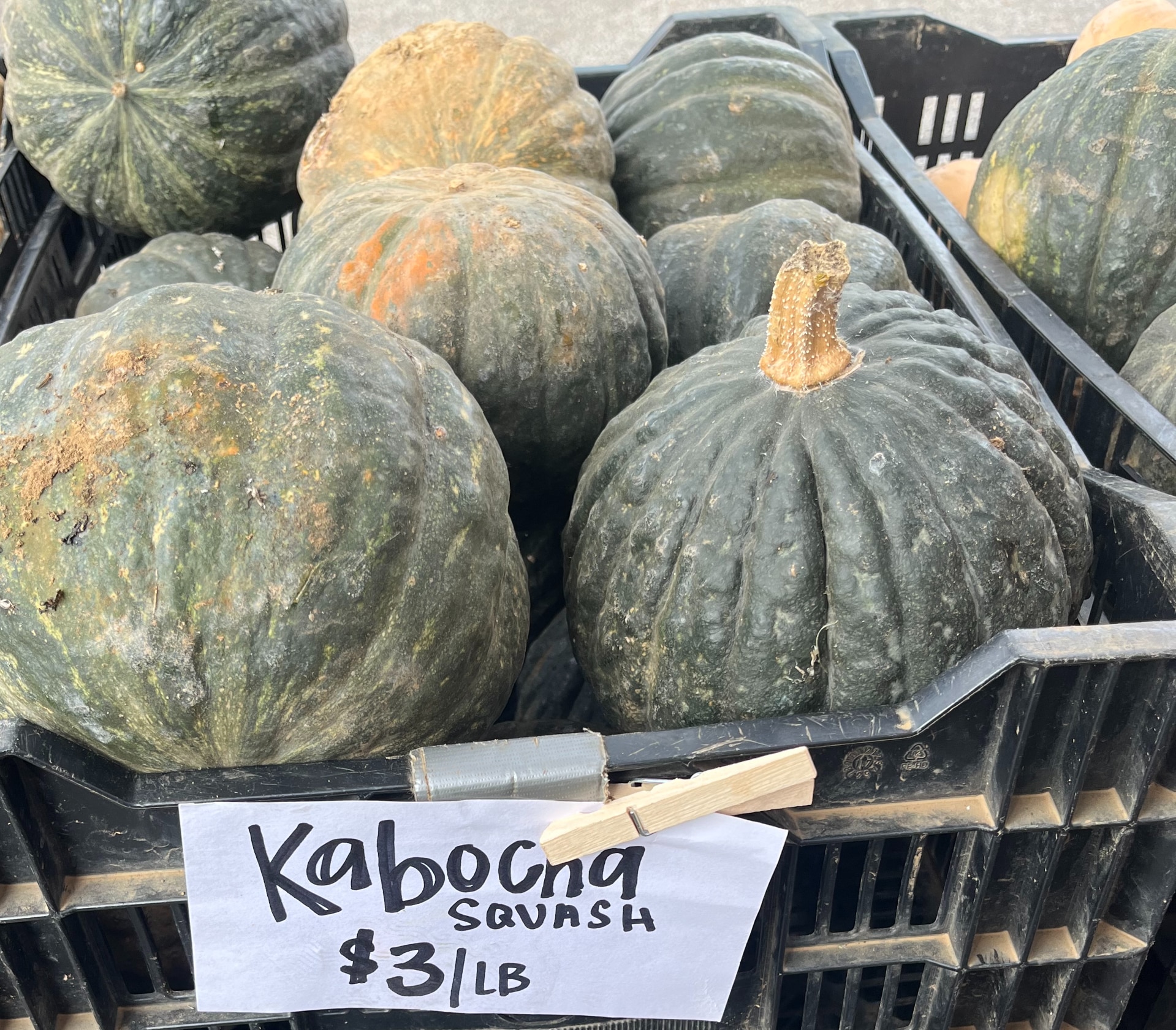 Pennsylvania Winter Squash