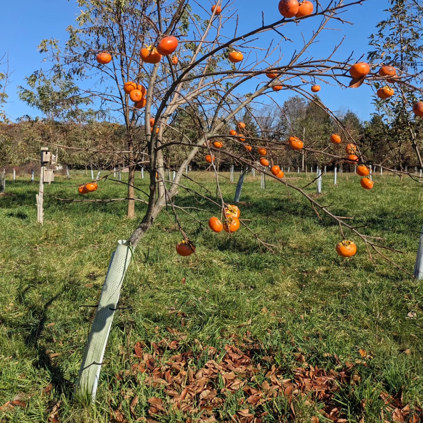 Hundred Fruit Farm