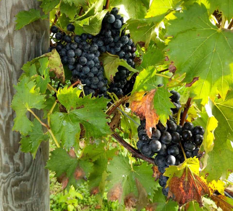 PA Wine 101 Get to Know Chambourcin