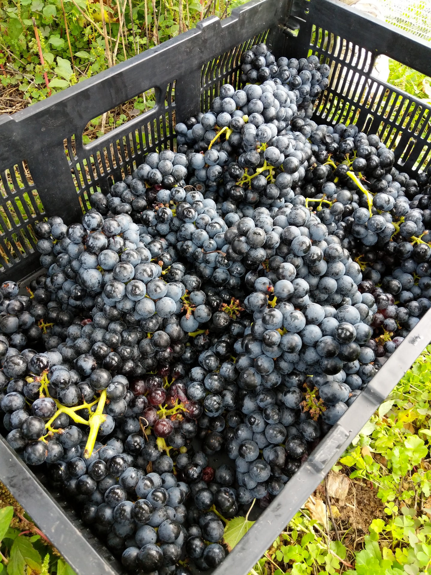 Chambourcin grapes