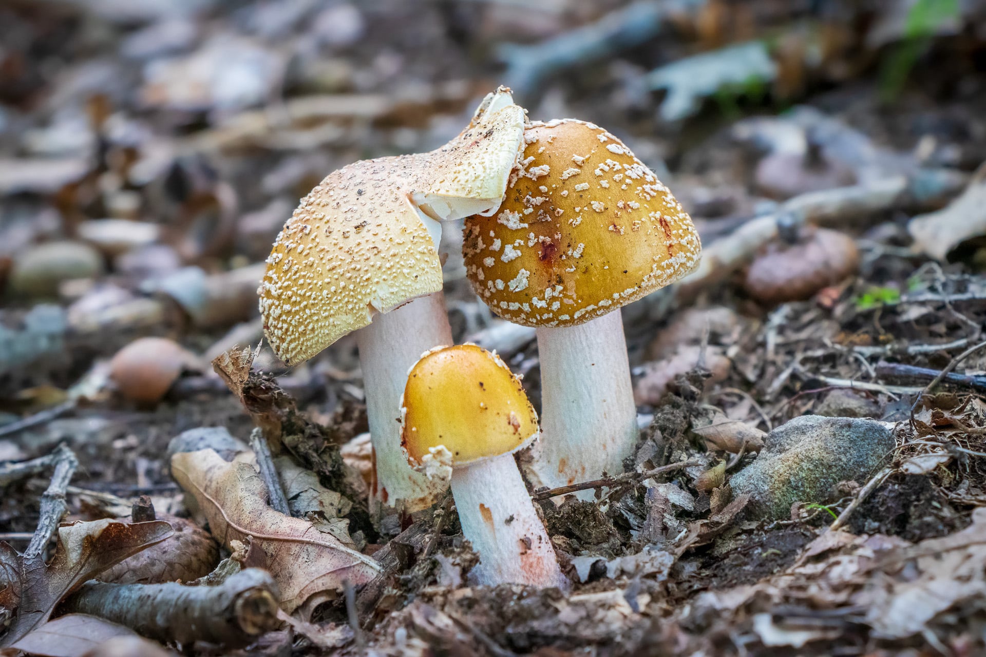 Fungi Woman Pennsylvania