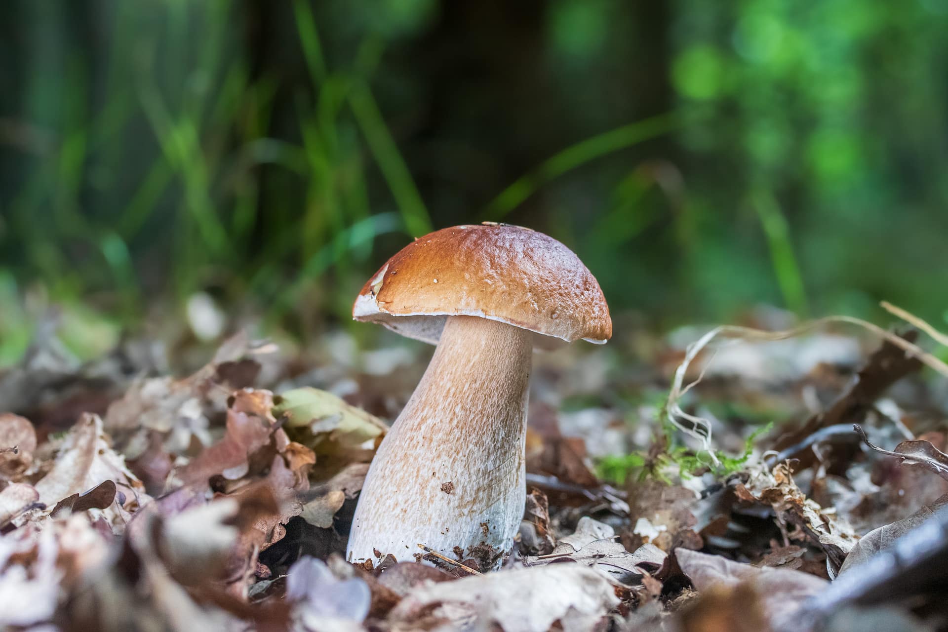 Fungi Woman Pennsylvania