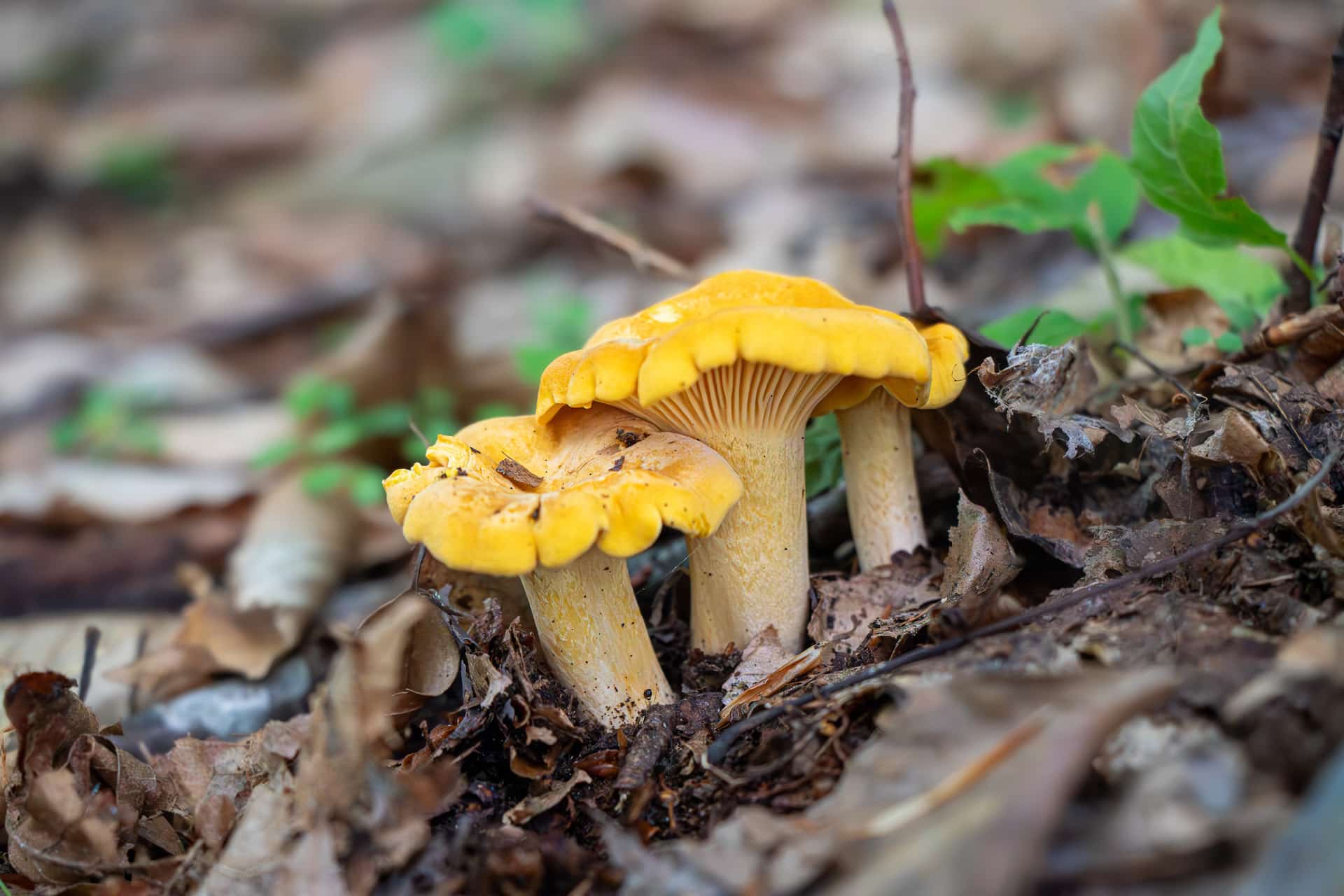 Fungi Woman Pennsylvania