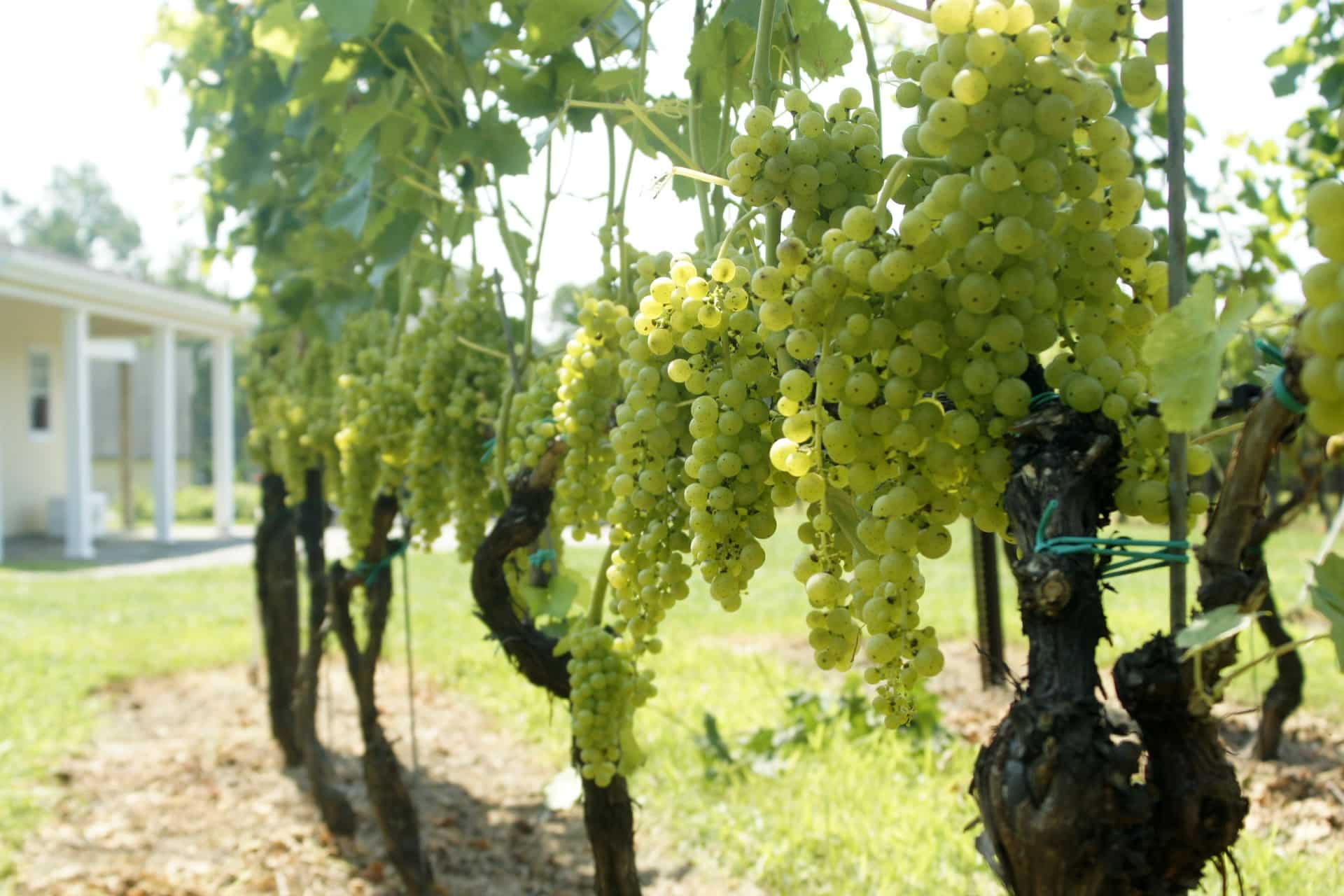 Grace Winery Grapes