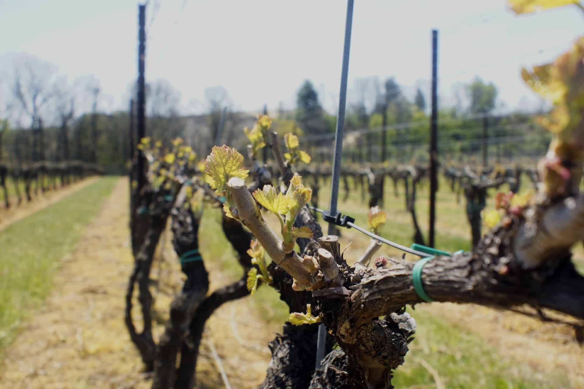 Grace Winery vines