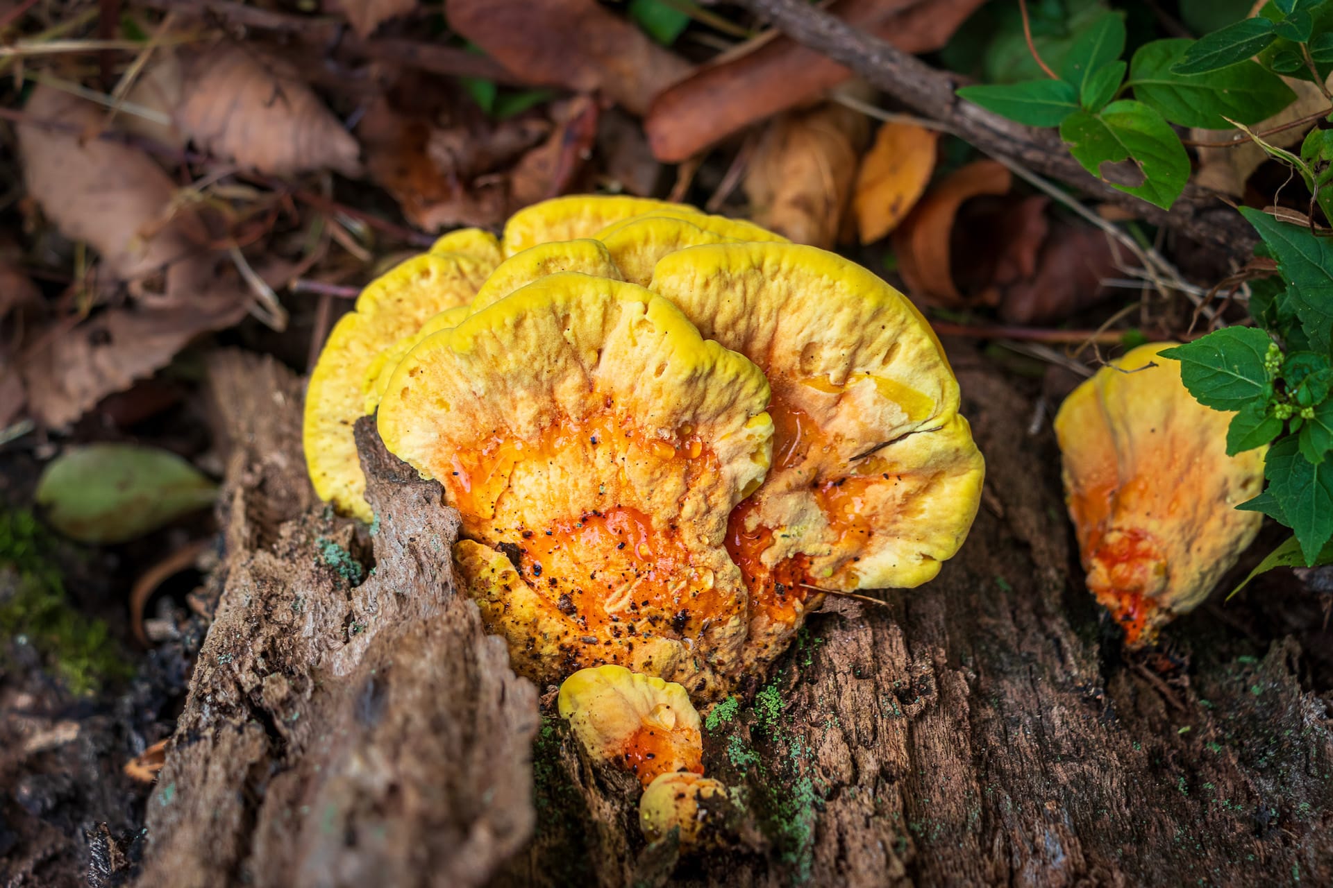 Fungi Woman Pennsylvania